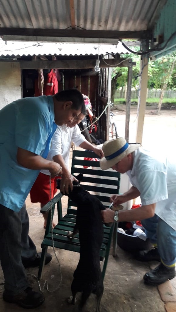 Reportan casos de leishmaniasis humana en el noreste del país - ADN Paraguayo