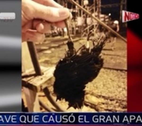 Ave habría causado cortocircuito en subestática de la ANDE - Paraguay.com