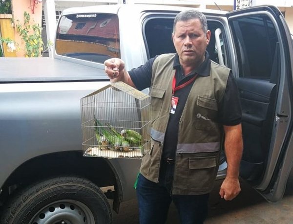Rescatan aves silvestres a la venta en mercado de Itauguá - Nacionales - ABC Color