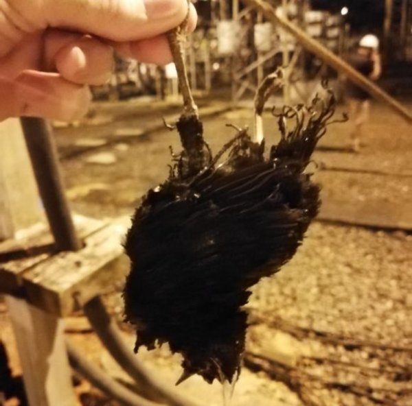 Ave ocasionó fallo en subestación de la ANDE | Paraguay en Noticias