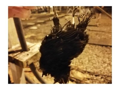 Pájaro en transformador, apagón y caos en el tránsito