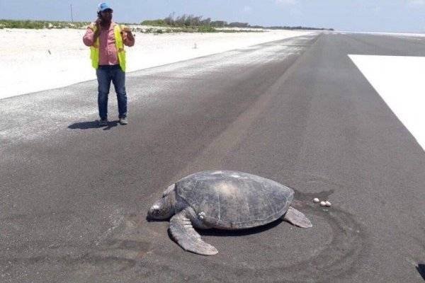 No puede poner huevos tranquila anga