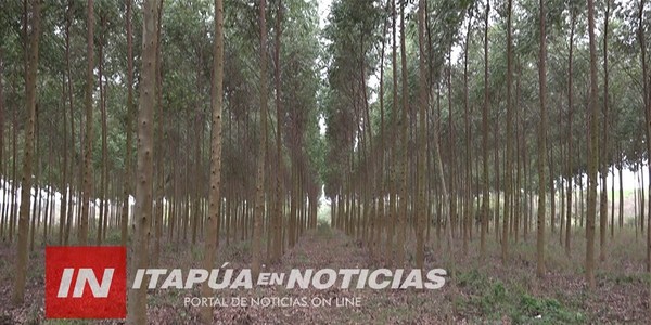 FAO FINANCIARÁ REFORESTACIÓN PARA 8 DEPARTAMENTOS DEL PAÍS