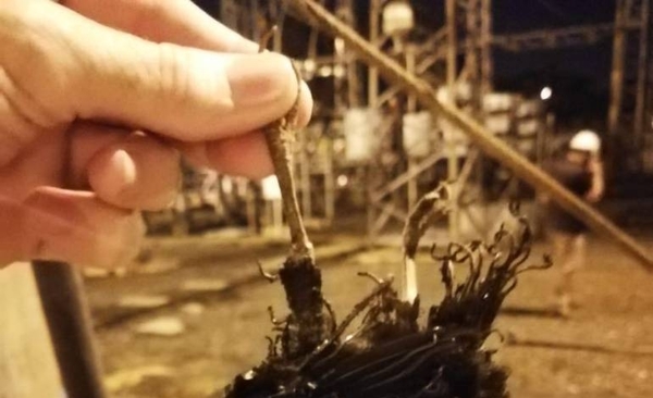 Ave habría causado cortocircuito y miles quedaron sin luz | Paraguay en Noticias