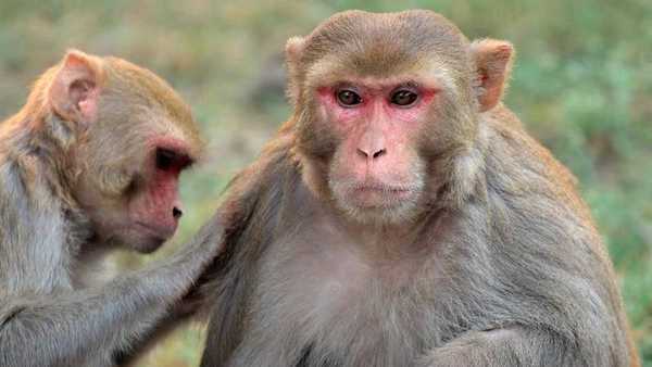 Científicos implantan genes humanos en cerebros de monos - ADN Paraguayo