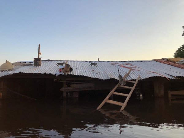 Voluntarios rescatarán a mascotas abandonadas en inundaciones