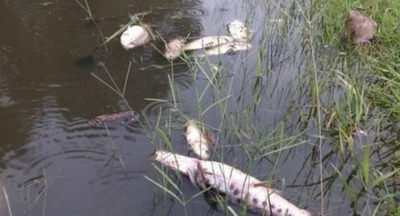 Peces del río Paraguay son aptos para el consumo » Ñanduti
