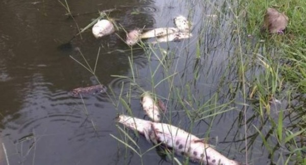 Peces del río Paraguay son aptos para el consumo » Ñanduti