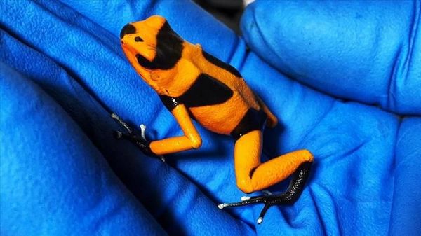 Decomisan en Bogotá 400 ranas venenosas que serían enviadas a Alemania | Paraguay en Noticias