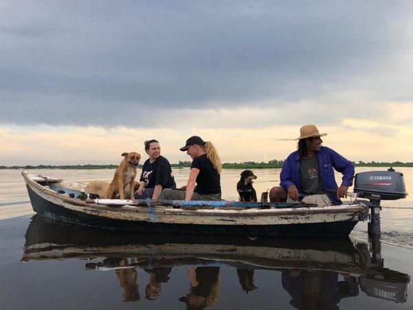 Perros y gatos rescatados de inundaciones necesitan comida e insumos