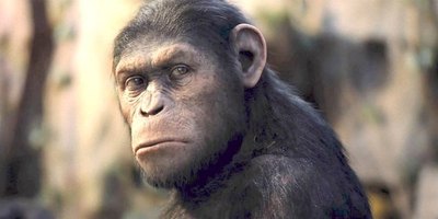 Experimento polémico: crearon monos bochos