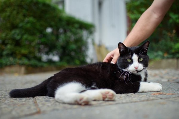 Los gatos son capaces de reconocer su nombre - Mascotas - ABC Color