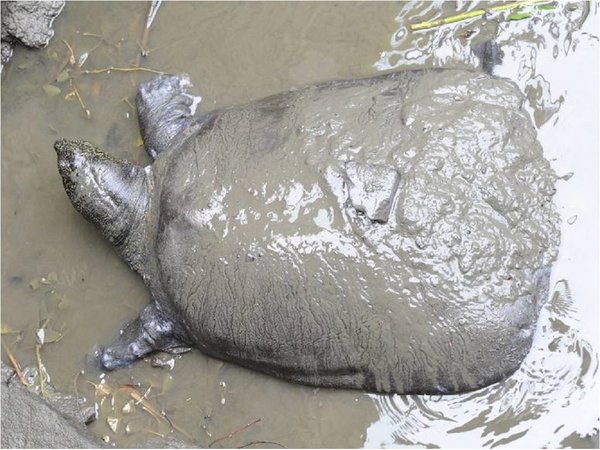 Muere última hembra conocida de especie de tortuga