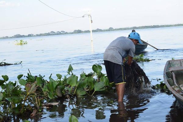 Municipios retiraron peces muertos del río