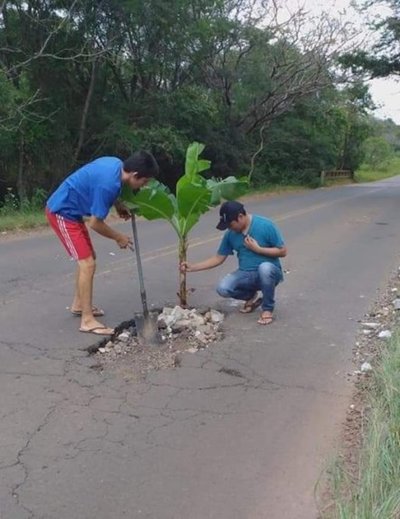 Señalizan bache con planta de banana en Independencia - Nacionales - ABC Color