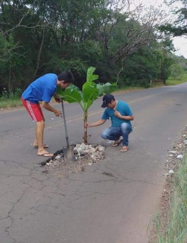 Señalizan bache con planta de banana en Independencia - Nacionales - ABC Color
