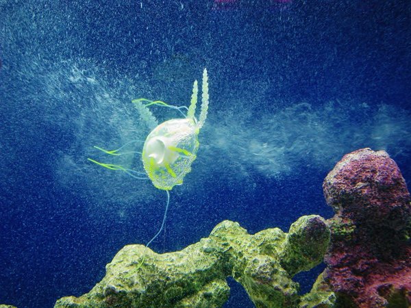 Descubren por qué los corales no se convierten en medusas