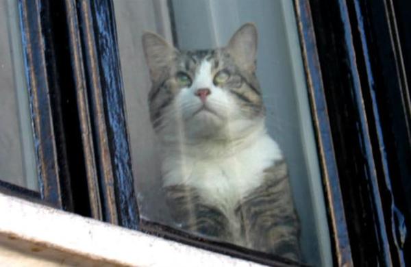 Imágenes del gato de Julian Assange mirando el arresto de su amo - C9N