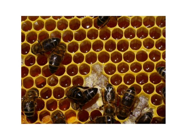 "Adiestrados" malvivientes robaron 22 panales de abeja