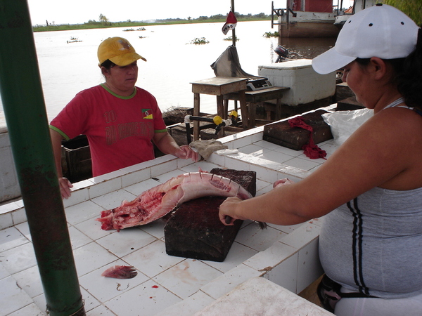Peces del río Paraguay aptos para el consumo y comercialización » Ñanduti