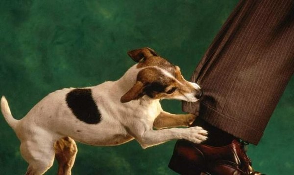 Apuñaló a dueño del perro que le mordió