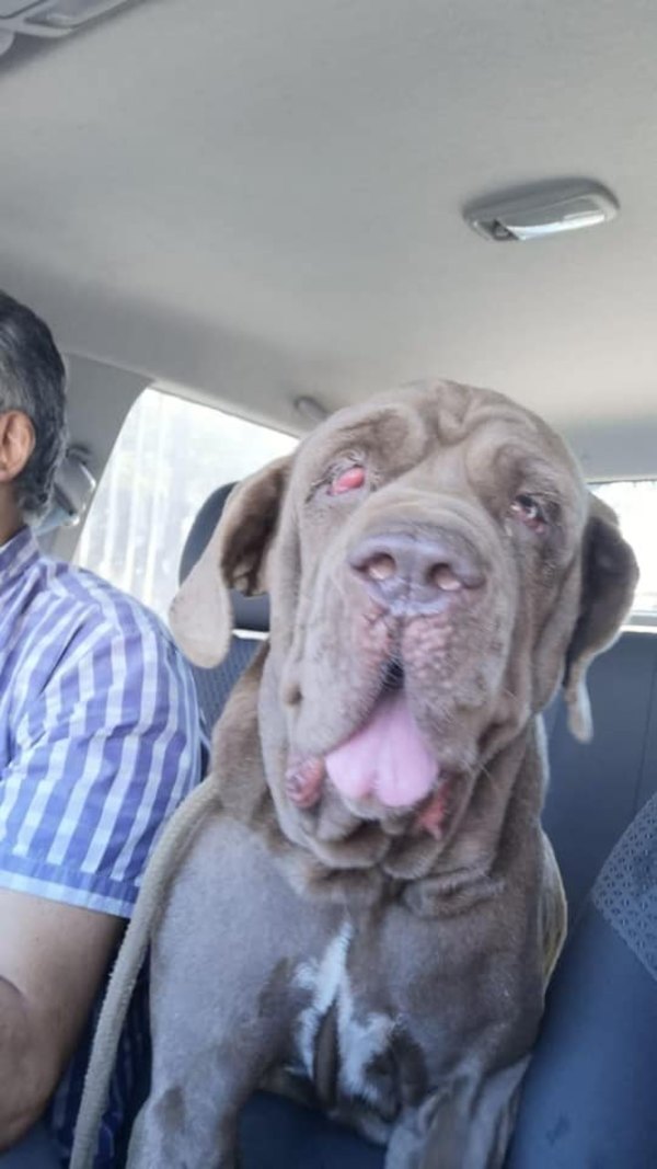 'Morgana' fue rescatada de asentamiento de Sajonia