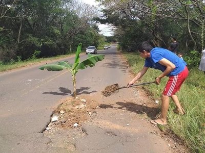 Plantan bananas para tapar baches