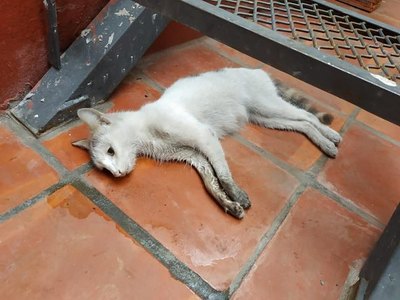 Denuncian una matanza voi de gatos en San Lorenzo