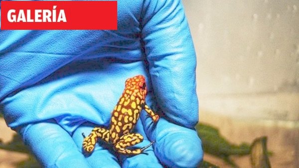 Contrabandeaban ranas venenosas