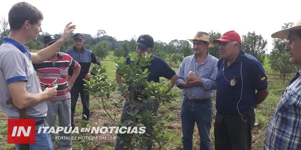 CNEL. BOGADO: REALIZARÁN PRIMER CORTE EN PLANTACIONES DE YERBA MATE