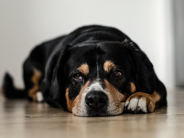 Si vas a viajar, dejá bien cuidada a tu mascota