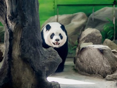 Panda Yuan Yuan vivirá en el zoo de Viena