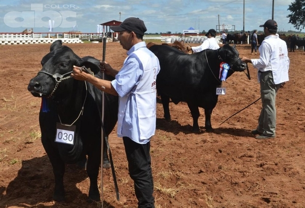 Expo Canindeyú con fuerza agroganadera - Dr. P. M. Gibert - Edicion Impresa - ABC Color