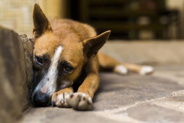 SI VAS A VIAJAR, DEJÁ BIEN CUIDADA A TUS MASCOTAS