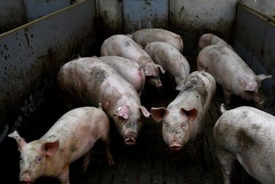 Científicos reactivaron funciones de células cerebrales de cerdos muertos