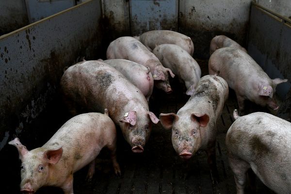 Científicos reactivaron funciones de células cerebrales de cerdos muertos