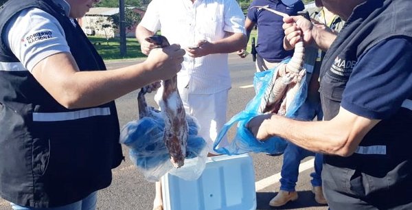 Ministerio del Ambiente decomisa animales silvestres faenados en San Pedro - ADN Paraguayo