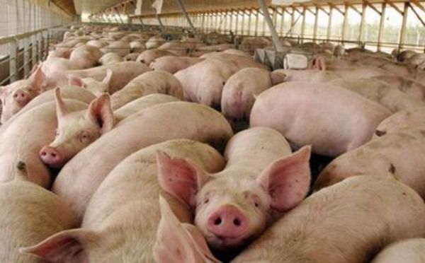 Senacsa implementa Plan Sanitario Porcino del Paraguay