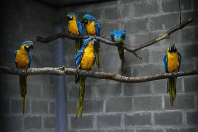 Centro de Investigación de ITAIPU recibe 10 guacamayos canindé para cooperar con la conservación de la especie