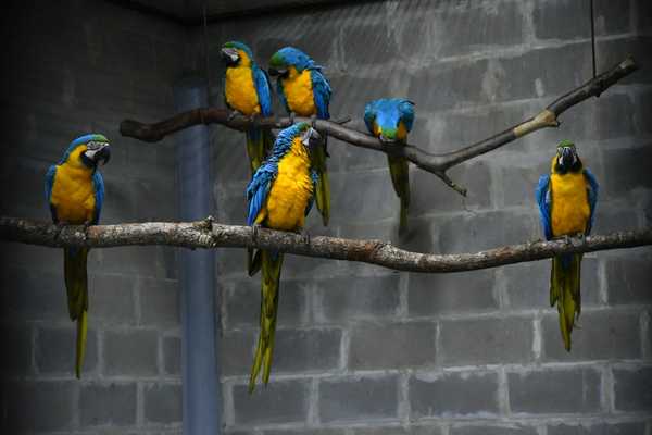 Centro de Investigación de ITAIPU recibe 10 guacamayos canindé para cooperar con la conservación de la especie