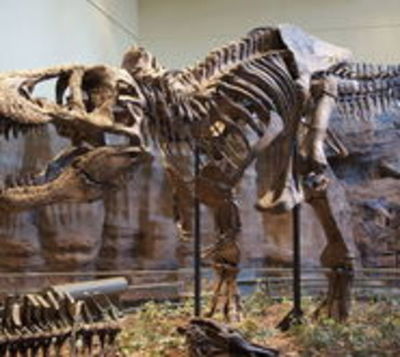 Curiosa oferta: Encontró fósil de tiranosaurio y lo vende en Internet - Paraguay.com
