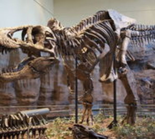 Curiosa oferta: Encontró fósil de tiranosaurio y lo vende en Internet - Paraguay.com