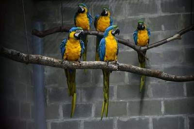 Centro de Investigación de Itaipú recibe 10 guacamayos canindé para cooperar con la conservación de la especie - .::RADIO NACIONAL::.
