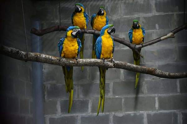 Centro de Investigación de Itaipú recibe 10 guacamayos canindé para cooperar con la conservación de la especie - .::RADIO NACIONAL::.