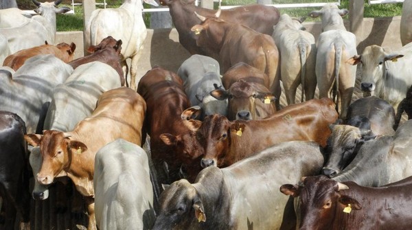 Para la semana que viene la industria frigorífica nuevamente propone precios para el ganado gordo que se ajustan a la baja