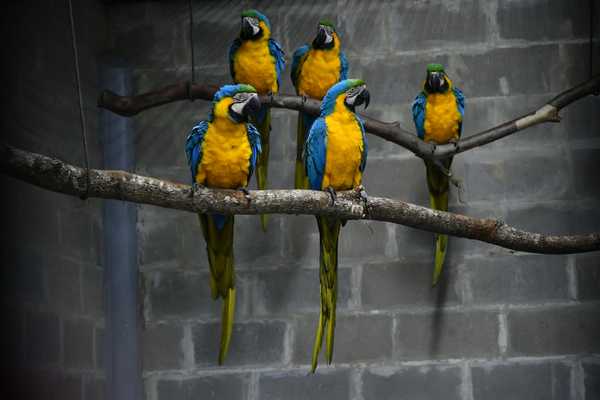 Itaipu recibe ejemplares de guacamayos canindé para proyecto de conservación | .::Agencia IP::.