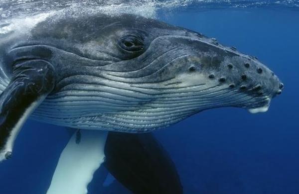 Descubren fósil de una ballena con cuatro patas en Perú - C9N