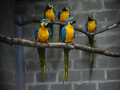 10 guacamayos en peligro de extinción llegan a Paraguay