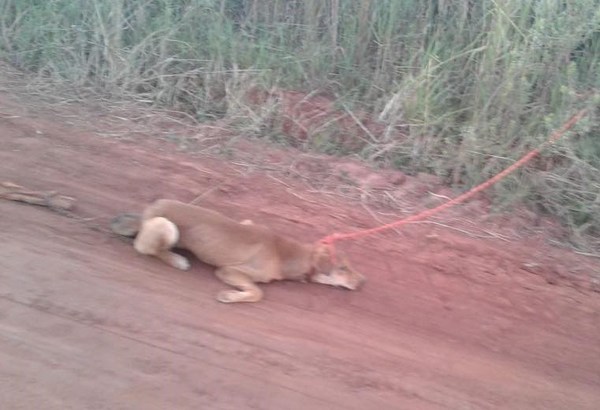 Nuevo caso de maltrato animal en Campo 9