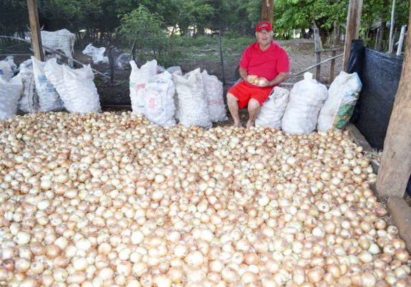 Semillas para incentivar el cultivo de la cebolla - Edicion Impresa - ABC Color